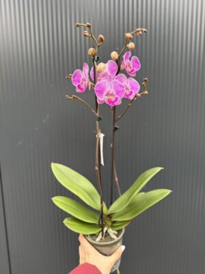 Phalaenopsis Royal Smile | Storczyk