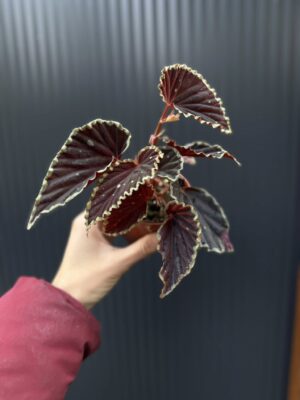 Begonia darthvaderiana ‘Green Spots’