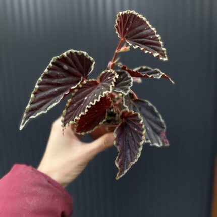 Begonia darthvaderiana ‘Green Spots’