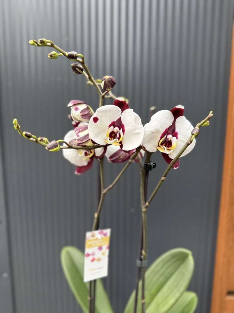 Phalaenopsis Polka Dot | Storczyk