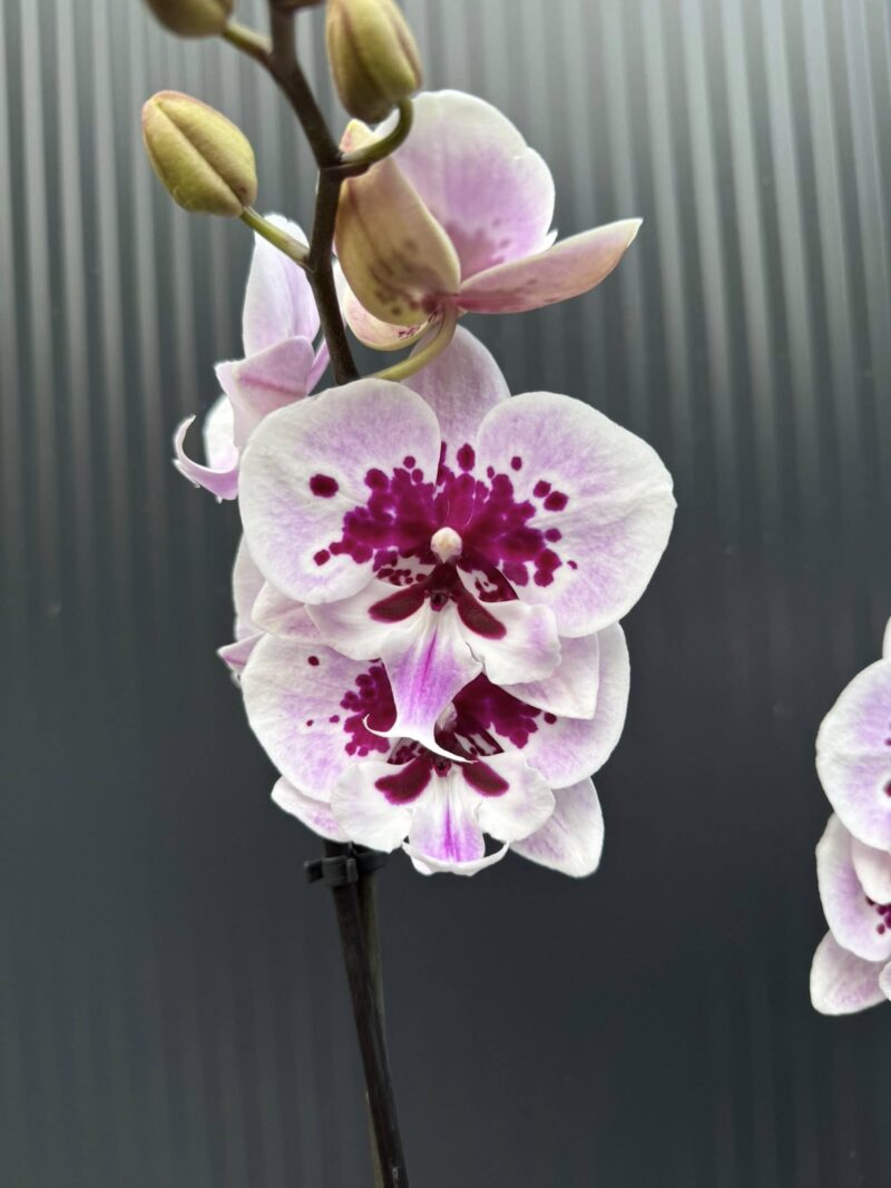 Phalaenopsis Lioulin Hot Lip | Storczyk