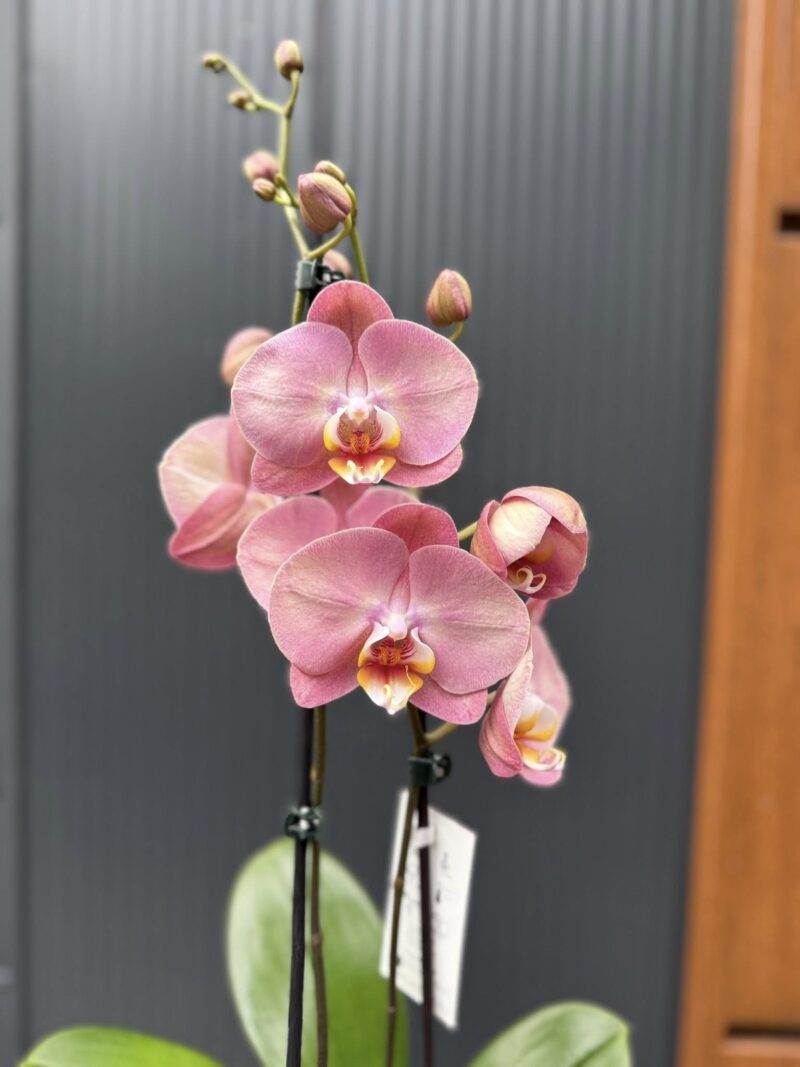 Phalaenopsis Astrid | Storczyk