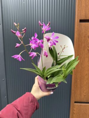Dendrobium ‘Berry Oda’ | Storczyk