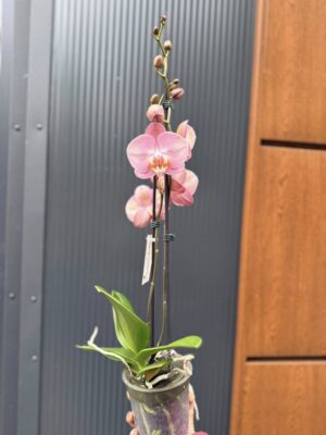 Phalaenopsis Astrid | Storczyk