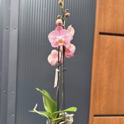 Phalaenopsis Astrid | Storczyk