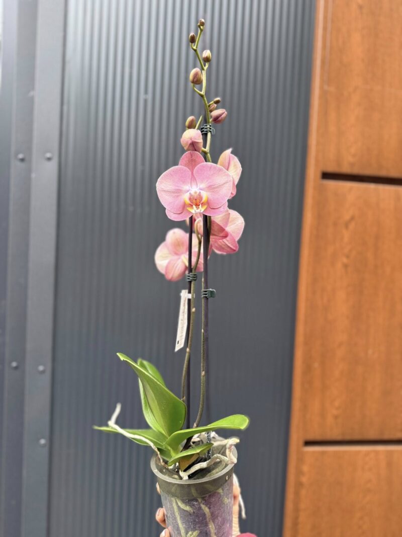Phalaenopsis Astrid | Storczyk