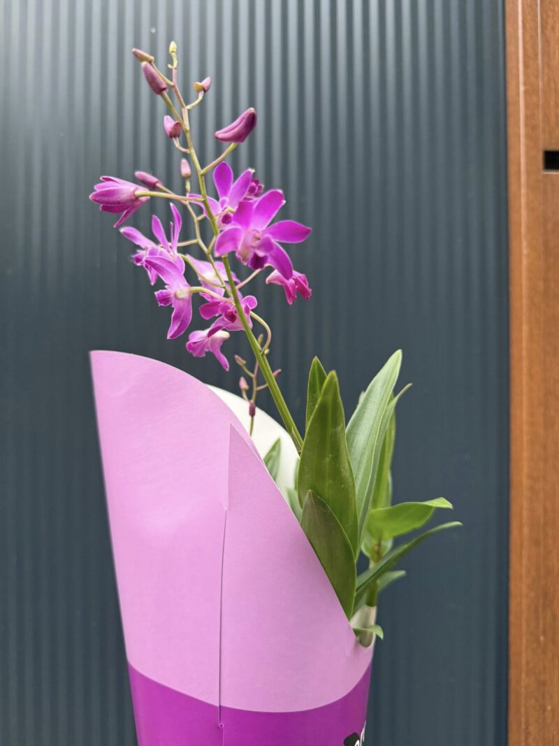 Dendrobium ‘Berry Oda’ | Storczyk