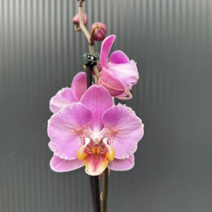 Phalaenopsis Cadillac Peloric | Storczyk