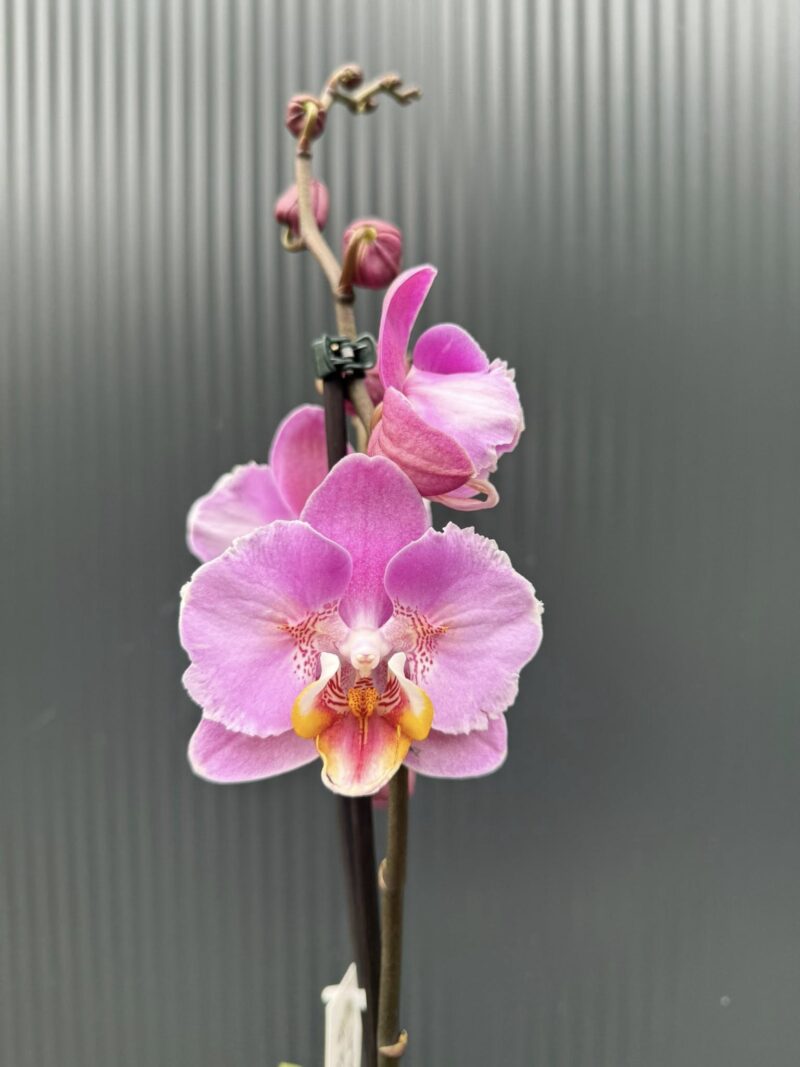 Phalaenopsis Cadillac Peloric | Storczyk