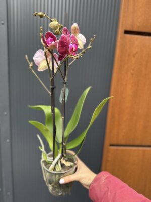 Phalaenopsis Education  | Storczyk