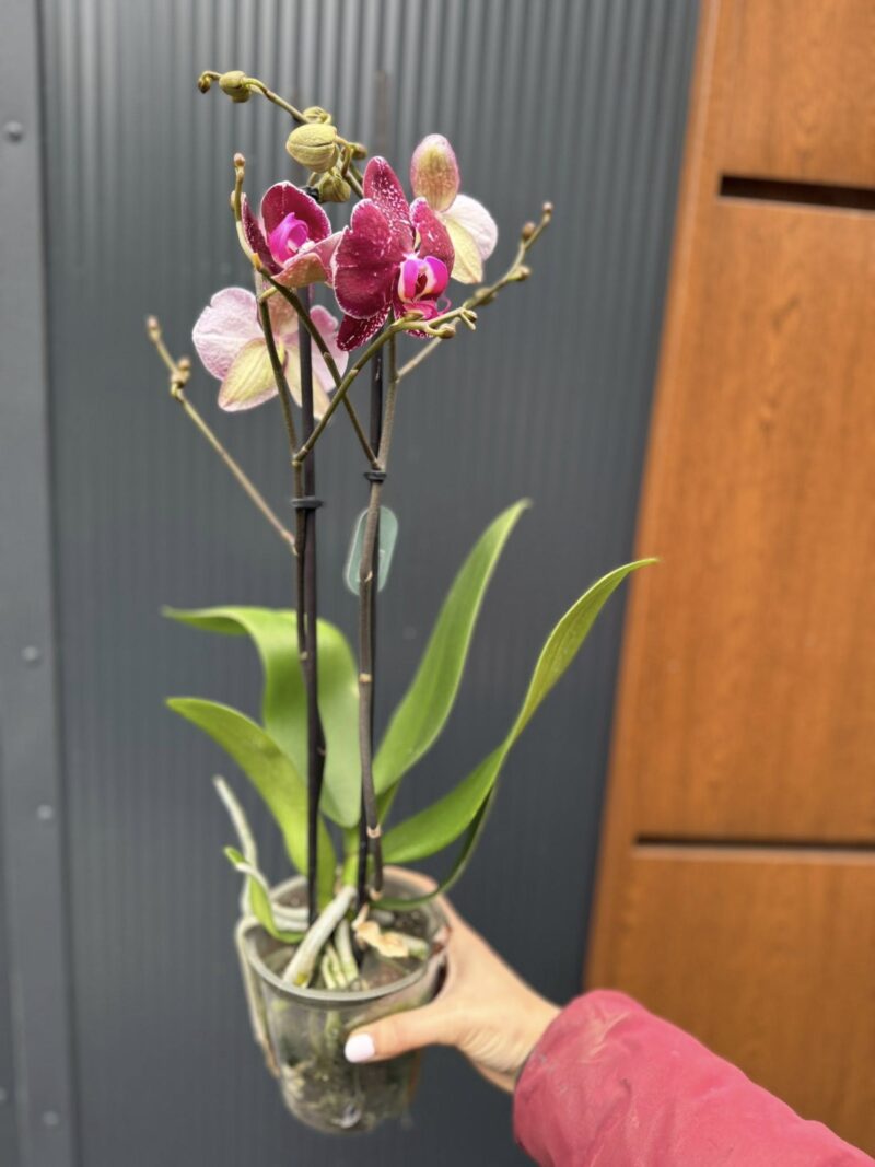 Phalaenopsis Education  | Storczyk