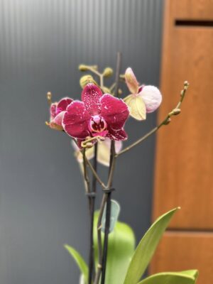 Phalaenopsis Education  | Storczyk