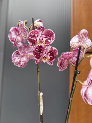 phalaenopsis chocolate | Storczyk