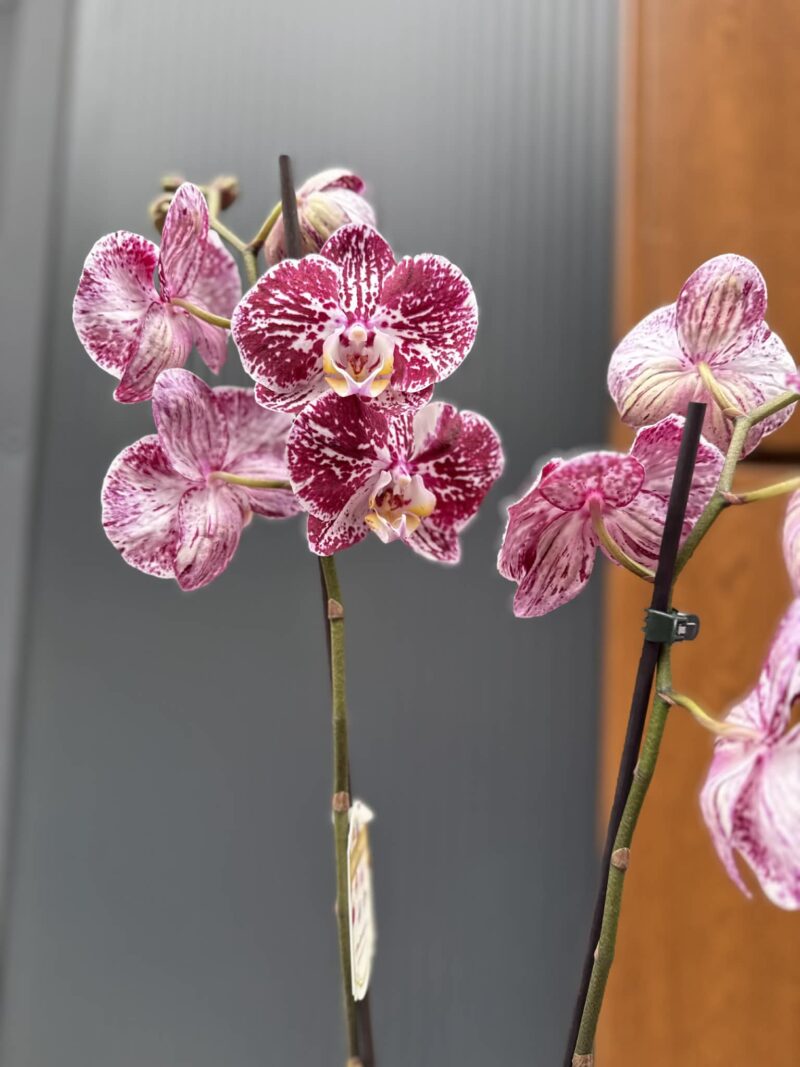 phalaenopsis chocolate | Storczyk