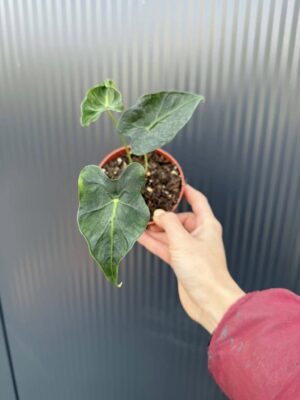 Alocasia Micholitziana Frydek Tattoo