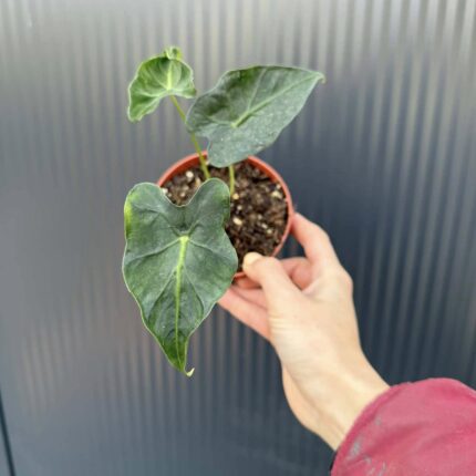 Alocasia Micholitziana Frydek Tattoo