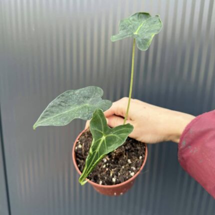 Alocasia Micholitziana Frydek Tattoo