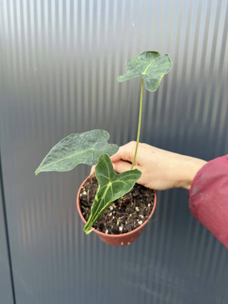 Alocasia Micholitziana Frydek Tattoo