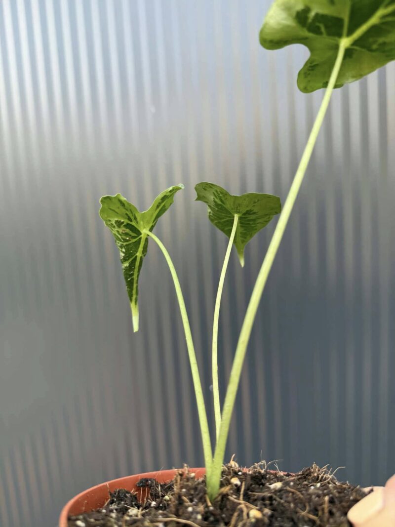 Alocasia Micholitziana Frydek Tattoo