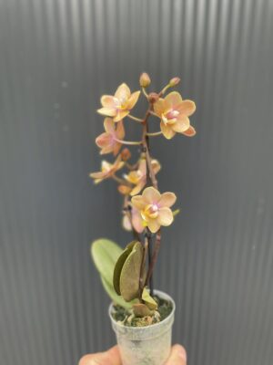 Phalaenopsis Mineral (Scention) | Storczyk pachnący