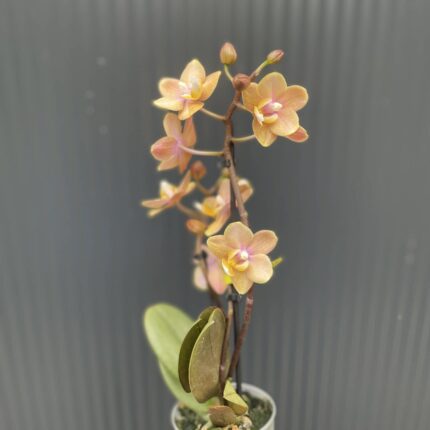 Phalaenopsis Mineral (Scention) | Storczyk pachnący