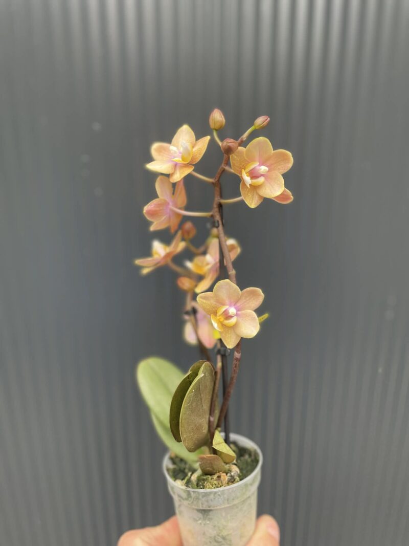 Phalaenopsis Mineral (Scention) | Storczyk pachnący Phalaenopsis Mineral (Scention) | Storczyk pachnący