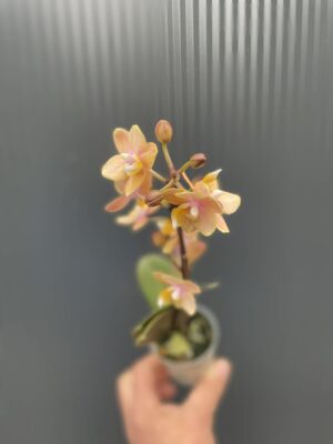 Phalaenopsis Mineral (Scention) | Storczyk pachnący