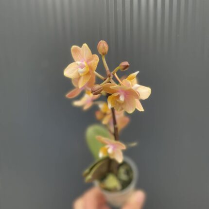 Phalaenopsis Mineral (Scention) | Storczyk pachnący