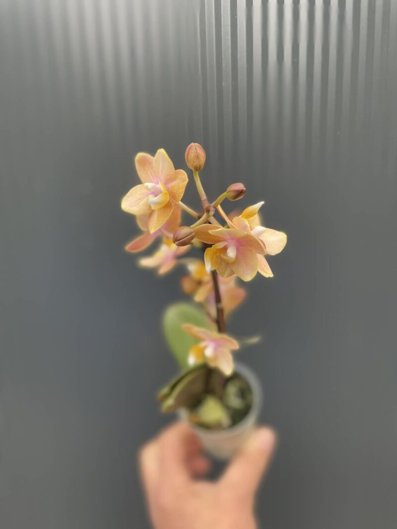 Phalaenopsis Mineral (Scention) | Storczyk pachnący