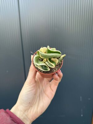Hoya carnosa compacta ‘Variegata’