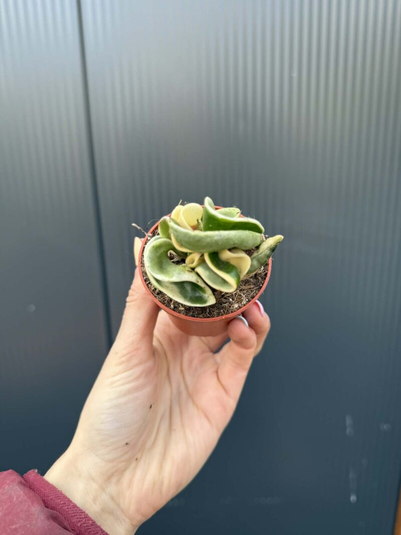 Hoya carnosa compacta ‘Variegata’