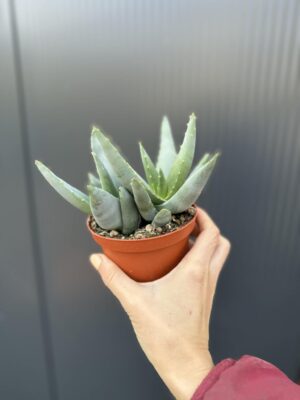 Aloe peglerae