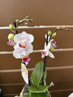 Phalaenopsis Limited 20 | Storczyk