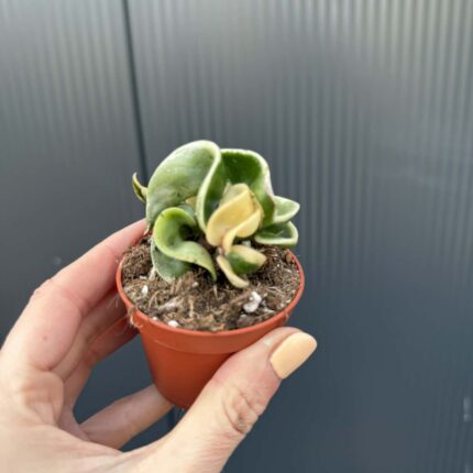 Hoya carnosa compacta ‘Variegata’