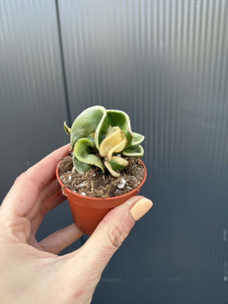 Hoya carnosa compacta ‘Variegata’