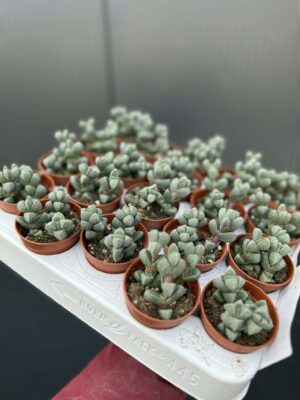Delosperma lehmannii
