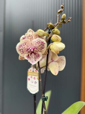 Phalaenopsis Limited 16 big lip | Storczyk