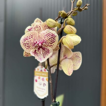 Phalaenopsis Limited 16 big lip | Storczyk