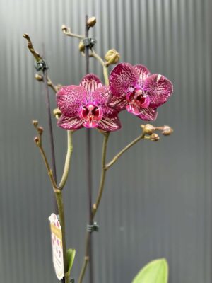 Phalaenopsis PH 404 | Storczyk