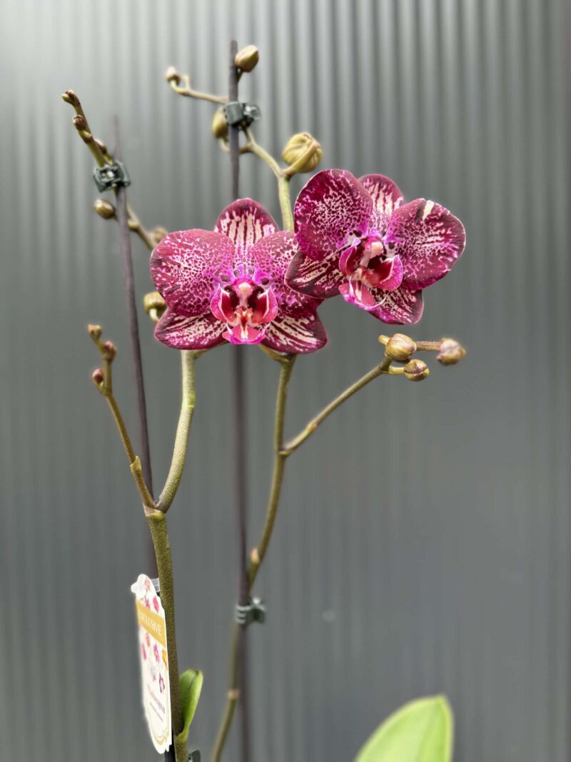 Phalaenopsis PH 404 | Storczyk