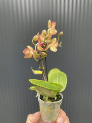 Phalaenopsis Congo | Storczyk