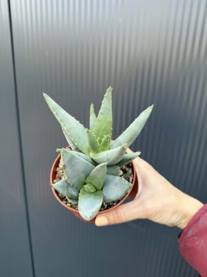 Aloe peglerae