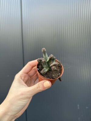 Crassula pyramidalis