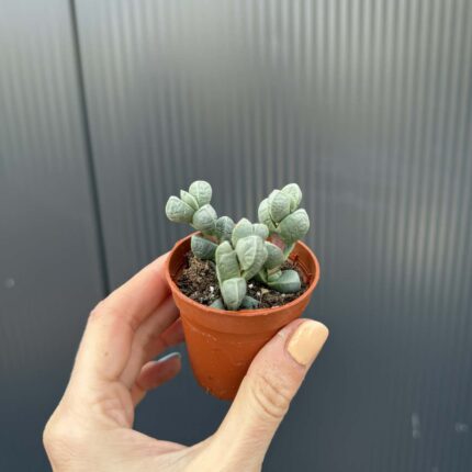 Delosperma lehmannii