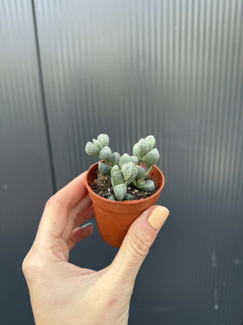Delosperma lehmannii