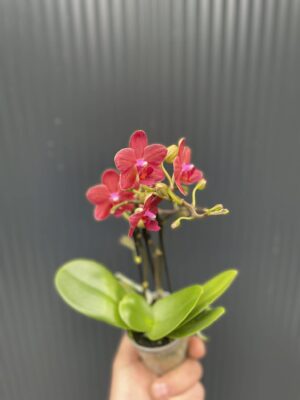 Phalaenopsis Congo | Storczyk