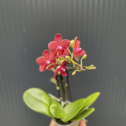 Phalaenopsis Congo | Storczyk