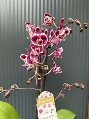 phalaenopsis miki little fox | Storczyk