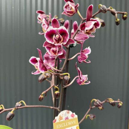 phalaenopsis miki little fox | Storczyk