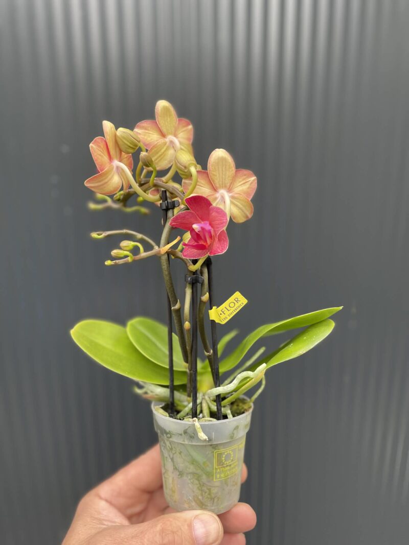 Phalaenopsis Congo | Storczyk